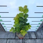 Lieska obyčajná (Corylus avellana) ´TONDA DALLE LANGHE´ - výška 60-80 cm, kont. C5L